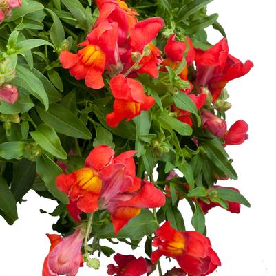 Antirrhinum majus nanum pendula Candy Showers Orange