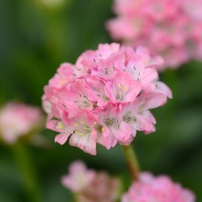 Armeria pseudarmeria Dreameria&reg; Daydream