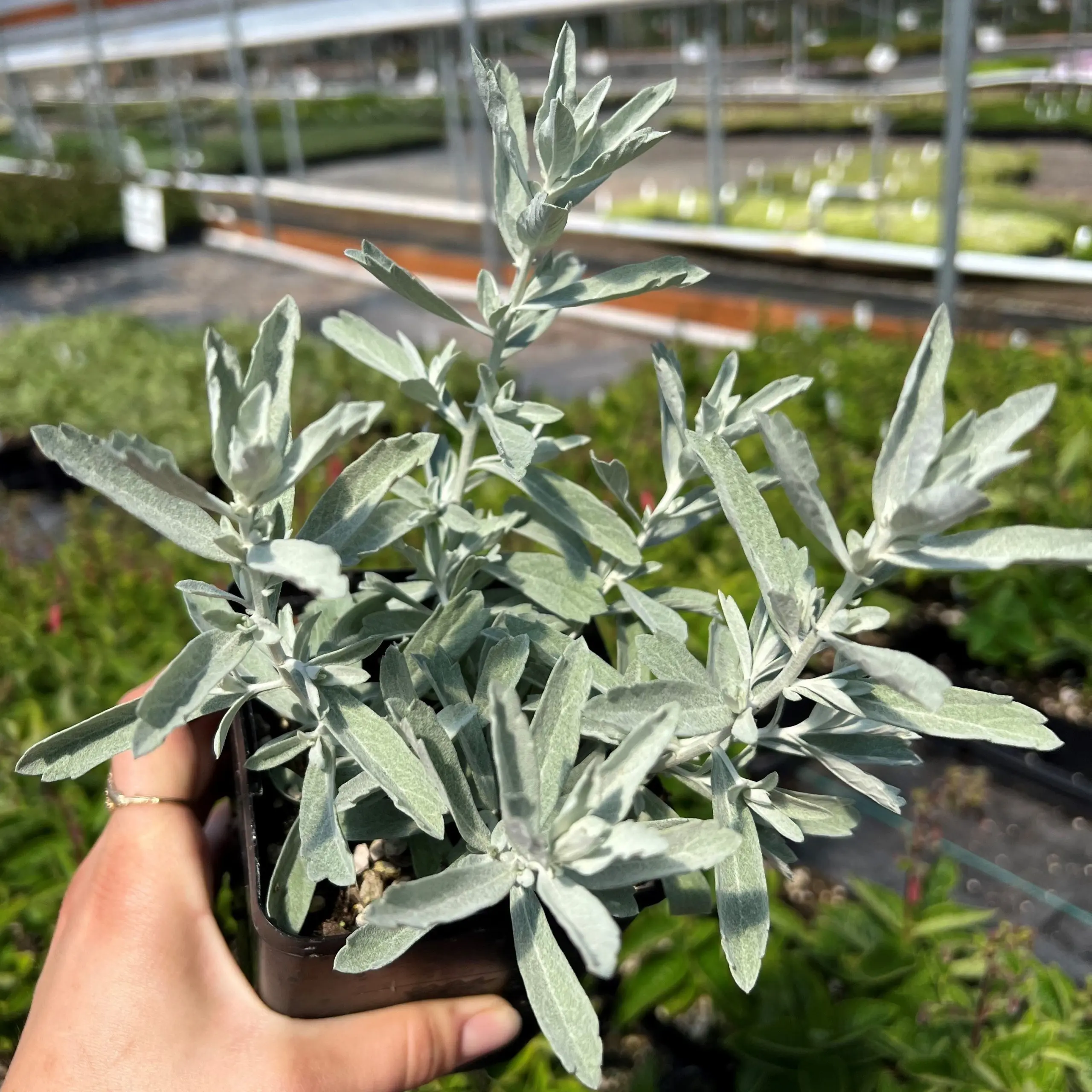 Artemisia Garden Ghost&trade;