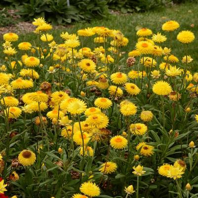 Bracteantha bracteata Granvia Gold