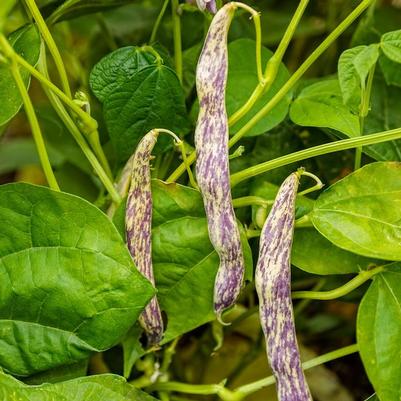 Phaseolus vulgaris Dragon Tongue