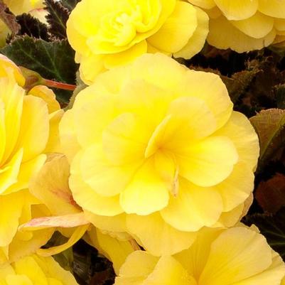 Begonia iCandy&trade; Lemon