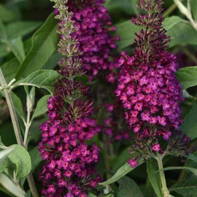 Buddleia davidii Chrysalis&trade; Cranberry