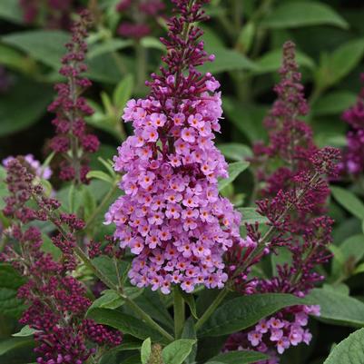 Buddleia davidii Chrysalis&trade; Pink