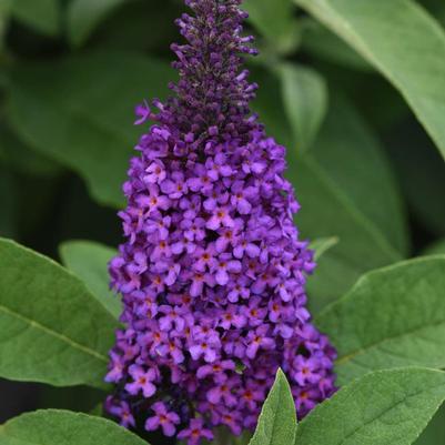 Buddleia davidii Chrysalis&trade; Purple