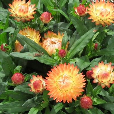 Bracteantha bracteata Granvia Peachy Keen