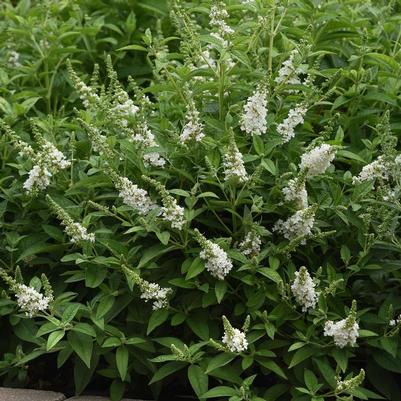Buddleia davidii Chrysalis&trade; White