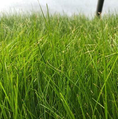 Carex appalachica 