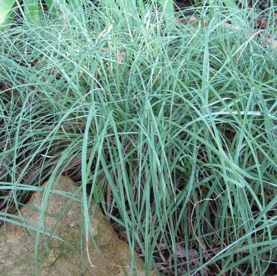 Carex glauca Blue Zinger