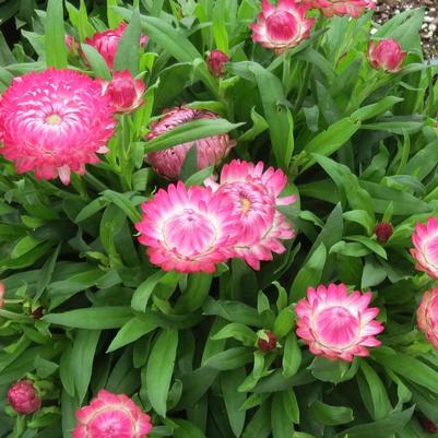 Bracteantha bracteata Granvia Pink