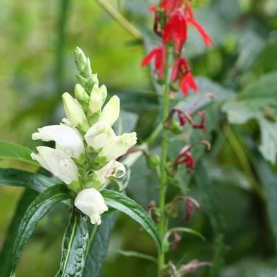 Chelone glabra 