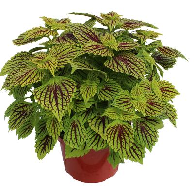 Coleus scutellarioides TerraScape™ Solar Flair