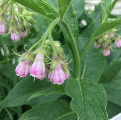 Symphytum officinale 