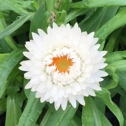 Bracteantha bracteata Granvia White