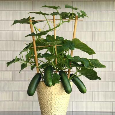 Cucumis sativus Kitchen Minis Quick Snack