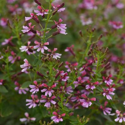 Cuphea ramosissima Pink Shimmer