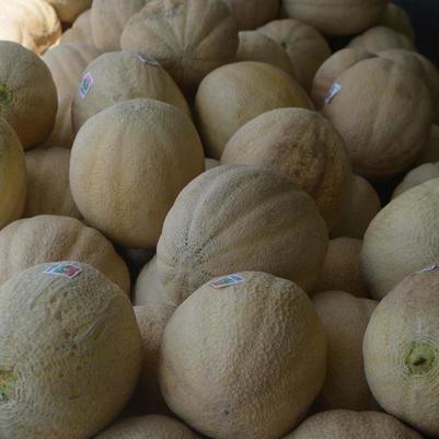 Cucumis melo 