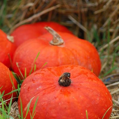 Cucurbita maxima Sunshine