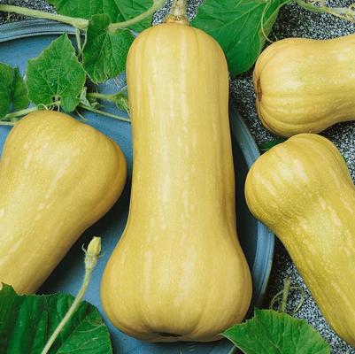 Cucurbita moschata Waltham