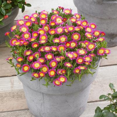 Delosperma cooperi Wheels of Wonder&reg; Hot Pink Wonder
