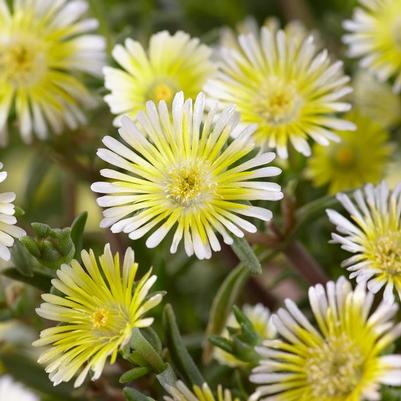 Delosperma cooperi Wheels of Wonder&reg; Lemoncello