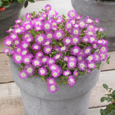 Delosperma cooperi Wheels of Wonder&reg; Violet Wonder