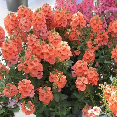 Diascia Sundiascia&reg; Upright Peach