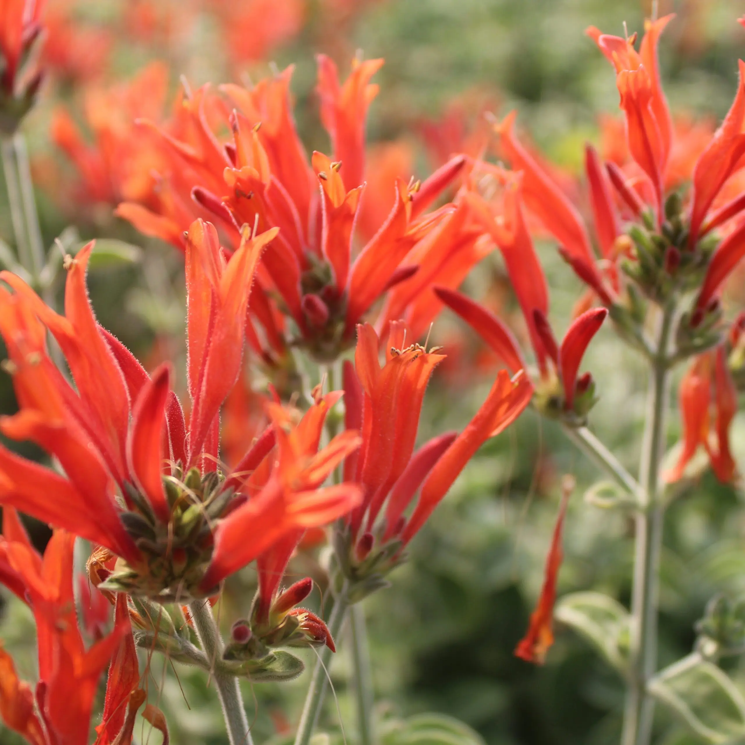 Dicliptera suberecta 