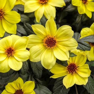 Dahlia variabilis Mystic Illusion