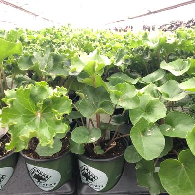 Farfugium japonicum Wavy Gravy