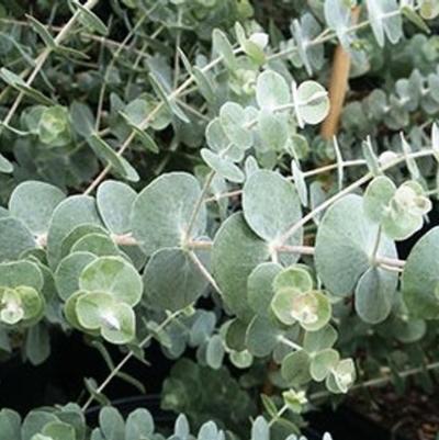 Eucalyptus pulverulenta Baby Blue