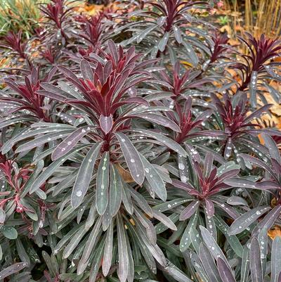 Euphorbia Miner's Merlot