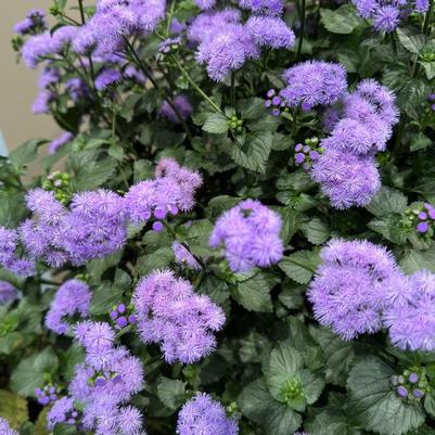 Ageratum houstonianum Monarch Magic&trade;