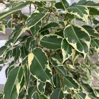 Ficus benjamina Variegata