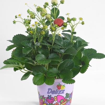 Fragaria x ananassa Delizz&reg;