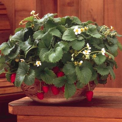 Fragaria x ananassa Fresca