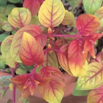 Fuchsia Autumnale
