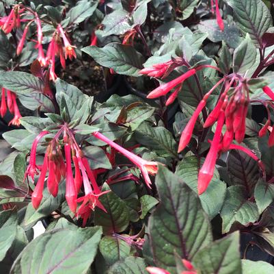 Fuchsia Gartenmeister
