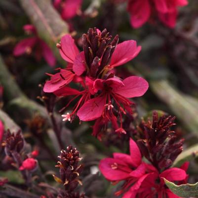 Gaura lindheimeri Belleza&reg; Dark Pink Improved