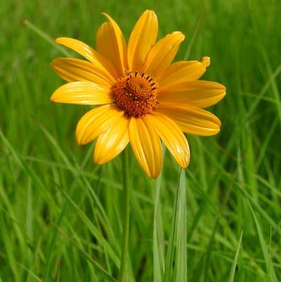 Heliopsis helianthoides Orange Marble