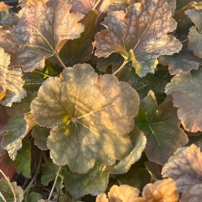 Heuchera americana 