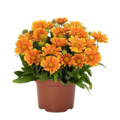 Gaillardia aristata SpinTop Mango