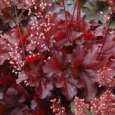 Heuchera Forever&reg; Red