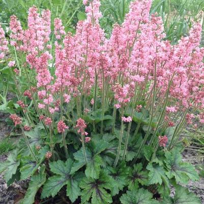 Heucherella Pink Revolution