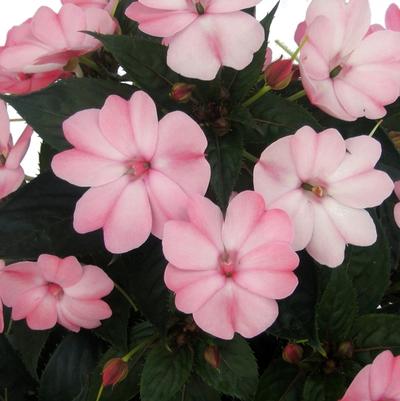 Impatiens SunPatiens&reg; Blush Pink