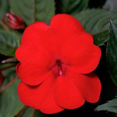 Impatiens SunPatiens&reg; Deep Red