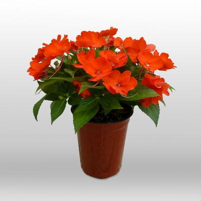 Impatiens SunPatiens&reg; Compact Electric Orange