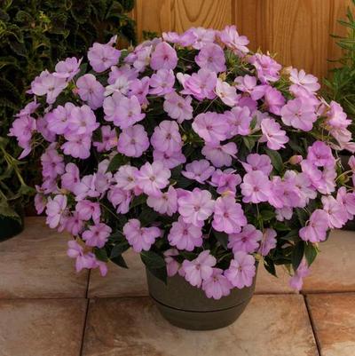 Impatiens SunPatiens&reg; Compact Orchid Blush