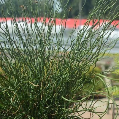Juncus effusus Big Twister