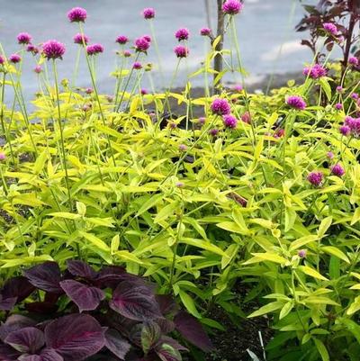 Gomphrena globosa Cosmic Flare